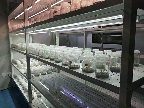 洛扎植物组织培养实验室设计建设方案